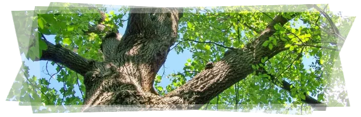 Tala y poda de árboles grandes Ávila Tala y poda en altura
